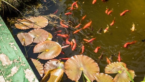 Fische im Gartenteich profitieren von einer Pflege im Herbst: Im Winter finden sie im Wasser dann eher die Bedingungen, die sie zum Überwintern brauchen – auch bei Frost und Eis. 