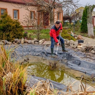 Ein Mann steht im Herbst im Garten am Gartenteich bei der Pflege des Teichs vor dem Winter. Mit einem Kescher holt er Reste von Pflanzen und Laub aus dem Wasser.