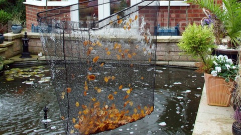 Mit einem Kescher sollte im Herbst verbliebene Reste von Pflanzen und Blättern aus dem Gartenteich geholt werden. So kann das Material über Winter im Wasser nicht faulen. 