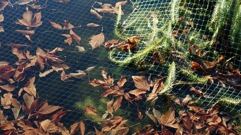 Ein Netz über einem Gartenteich erleichtert die Pflege im Herbst, um den Teich für den Winter vorzubereiten. So lässt sich das Laub leichter aus dem Wasser holen.  