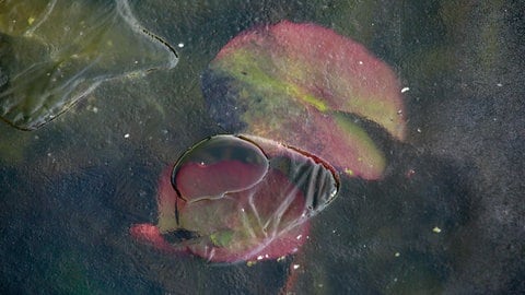 Seerosen im zugefrohrenen Gartenteich: In einem großen Teich überstehen die Pflanzen Frost und Eis. Aus kleinen Teichen solle man die Seerosen über den Winter herausholen.