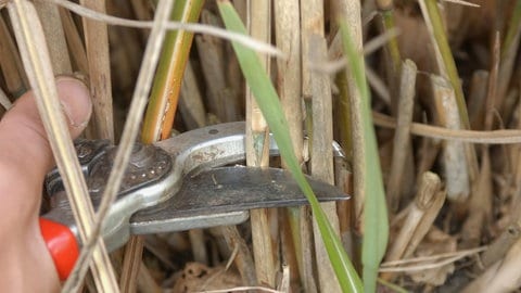 Brauner Bambustrieb wird mit Gartenschere abgeschnitten.