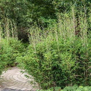 Bambus Fargesia Pflanzen in einem Garten