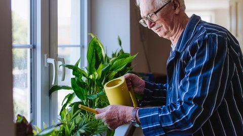 Zimmerpflanzen auch im Winter gießen: Ein älterer Mann gießt mit einer kleinen Gieskanne Pflanzen auf einer Fensterbank