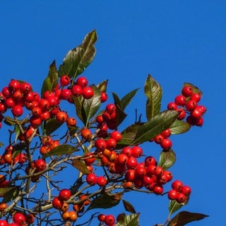 Die Echte Mehlbeere mit den roten Früchten ist der Baum des Jahres 2024.