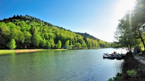 Baden im Clausensee im Pfälzerwald