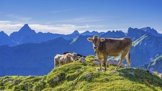 Kühe auf einer Almwiese am Nebelhorn.