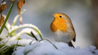 Tieren im Winter helfen: Ein Vogel im Garten mit einem schneebedeckten Zweig.