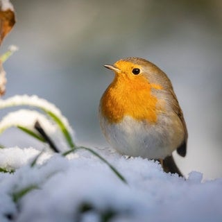 Tieren im Winter helfen: Ein Vogel im Garten mit einem schneebedeckten Zweig.