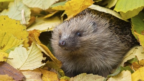 Tieren im Winter helfen: Ein Igel inmitten von gefallenem Herbstlaub.