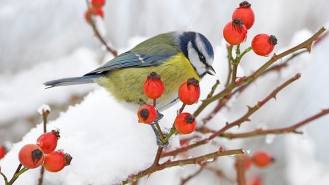 Tieren im Winter helfen: Eine Blaumeise auf schneebedeckter Hagebuttenhecke.