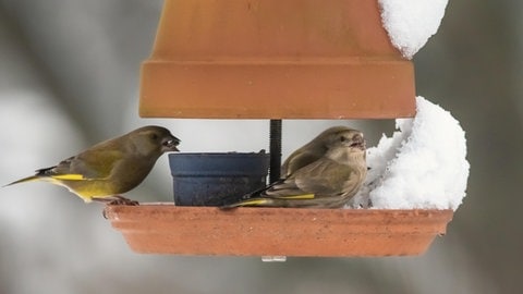 Tieren im Winter helfen: Zwei Grünfinken sitzen am Winter Futterplatz in einem Garten und fressen. 