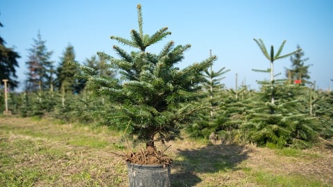 Ein Weihnachtsbaum im Topf auf einer Christbaum-Plantage.