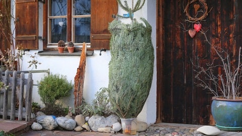 Ein Weihnachtsbaum im Netz steht in einem Wassereimer vor einem Haus. Damit der Christbaum lange hält ist die Pflege wichtig.