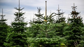 Tipps zum Weihanchtsbaum-Kauf: Eine Weihanchtsbaumplantage mit Nordmanntannen, Blaufichten und Schwarzkiefern.