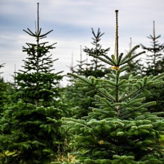 Tipps zum Weihanchtsbaum-Kauf: Eine Weihanchtsbaumplantage mit Nordmanntannen, Blaufichten und Schwarzkiefern.