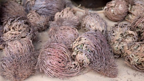 Mehrere vertrocknete Pflanzenknäuel, die Unechten Rosen von Jericho, liegen auf Sand. So sehen sie beim Kaufen aus.