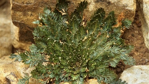 Die lebende Unechte Rose von Jericho, wächst zwischen gelblichen Steinen. Sie sieht anders aus, als die Echte Rose von Jericho