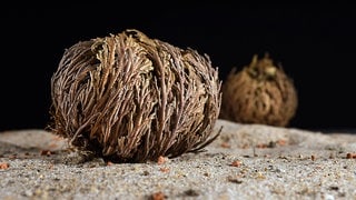 Ein vertrocknetes Pflanzenknäuel auf Sand, die Echte Rose von Jericho