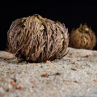 Ein vertrocknetes Pflanzenknäuel auf Sand, die Echte Rose von Jericho