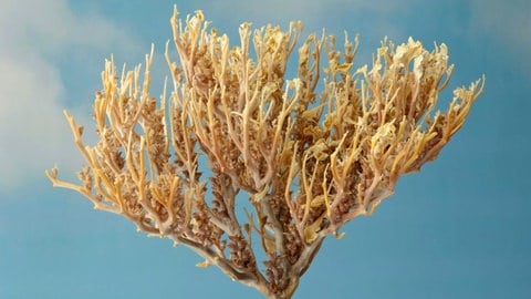 Die Echte Rose von Jericho, so sollte sie nach dem Kaufen im Vergleich zur unechten aussehen, bräunlich verästelt