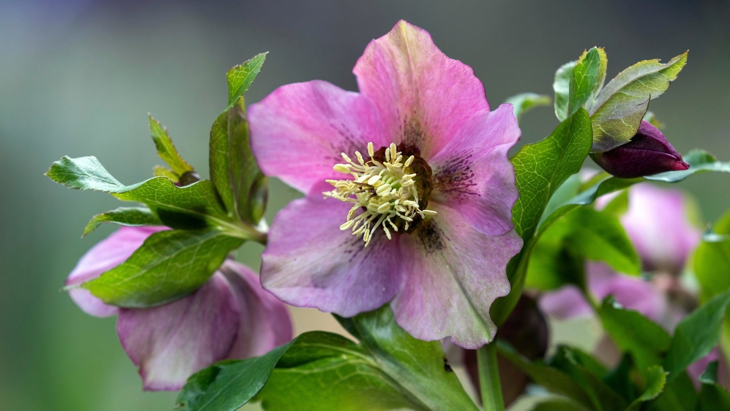 Die Christrose: die Pflanze blüht mit ihren lila Blättern