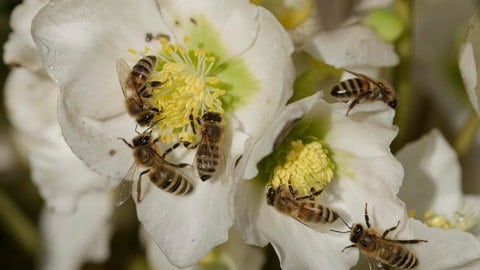 Die Christrose: Viele Bienen ernähren sich an den Blüten der Pflanze