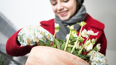 Die Christrose: Eine junge Frau topft die Pflanze ein.