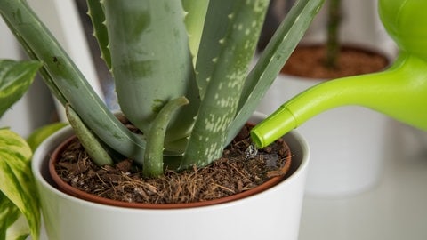 Zimmerpflanzen im Schlafzimmer: Eine Echte Aloe wird gegossen.