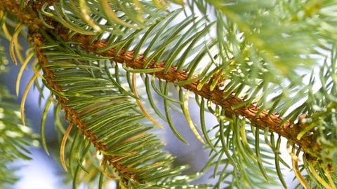 Close-Up von Tannennadeln an einem Tannenzweig. Tannennadeln lassen sich vielfältig einsetzen.