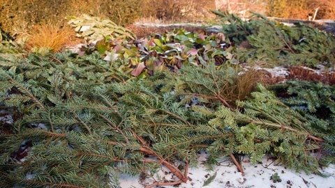 Tannenzweige liegen in einem Botanischen Garten auf einem Beet, das leicht mit Schnee bedeckt ist. Nach Weihnachten lässt sich der Christbaum noch gut für den Garten verwerten.