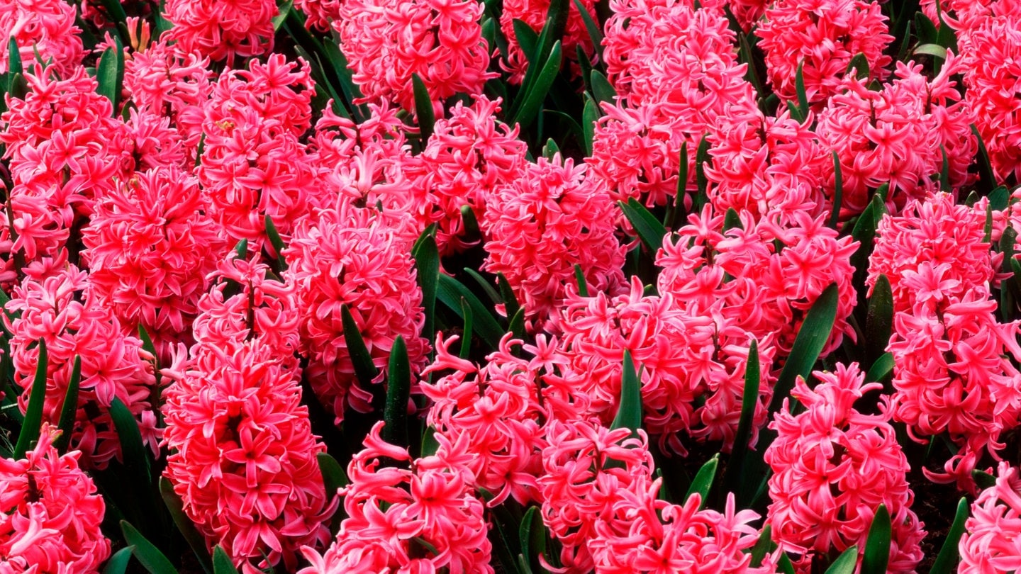 Hyazinthen in leuchtendem Pink: tolle Blumen, um den Frühling ins Haus zu holen