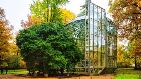 Die altehrwürdige Kamelie im Schlosspark Pillnitz bei Dresden hat für den Winter eine eigene Einhausung. Auch ansonsten erfährt die Pflanze viel Aufmerksamkeit und Pflege.