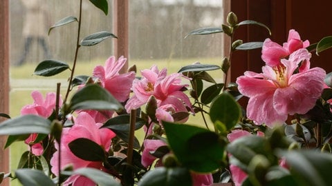 Rosafarbene Kamelienblüten in einem Zimmer vor dem Fenster. Unscharf im Hintergrund Regen an der Fensterscheibe.