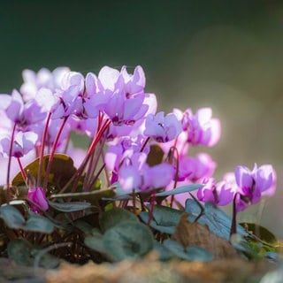 Das Vorfrühlings-Alpenveilchen in der Nahaufnahme: Der Frühblüher ist winterhart und hat seine Blütezeit im Februar und März