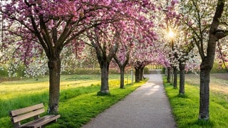 Eine schöne Allee mit blühenden rosa und weißen Kirschbäumen im Frühling in der Morgensonne mit einem Sonnenstern, eine Bank auf der linken Seite, Rhein-Neckar-Region, Baden-Württemberg, Deutschland, Europa