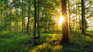 Ein Sonnenaufgang in einem Waldstück in Bayern im Frühling.