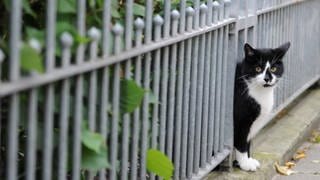 Geschätzt zwei Millionen streunende Katzen leben in Deutschland