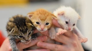 Eine Tierheimmitarbeiterin hält drei Katzenbabys in ihren Händen.