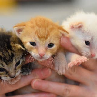 Eine Tierheimmitarbeiterin hält drei Katzenbabys in ihren Händen.
