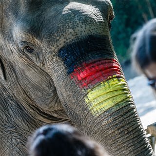 Elefant mit den deutschen Nationalfarben auf dem Rüssel