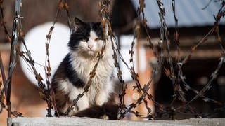 Eine Katze sitzt auf einer Straße.