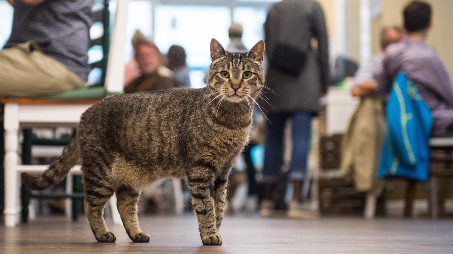 Eine Katze steht in Hamburgs erstem Katzen-Café, während im Hintergrund Besucher an Tischen sitzen.