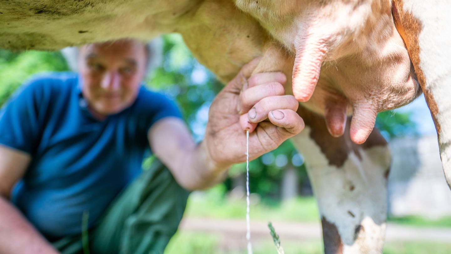 Landwirt melkt eine Kuh mit einer Hand.