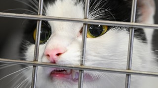 Eine Katze schaut im Quarantäneraum der Katzenstation des Tierheims neugierig durch das Gitter. Sinkende Einnahmen, höhere Kosten und immer mehr Tiere: In den Tierheimen häufen sich die Probleme. 