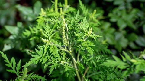 Ambrosia gilt als besonders allergieauslösend. Die Pollen sind besonders fein und dringen tief in die Lunge ein.