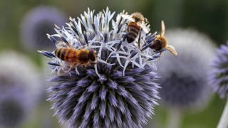 Bienen sammelen auf einer Kugeldistel Honig