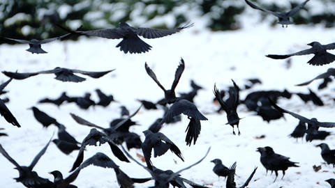 Krähen auf einem verschneiten Feld