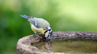 Die Blaumeise trinkt Wasser aus der Vogeltränke und ihr Kopf spiegelt sich darin.