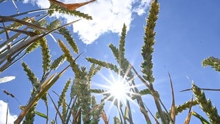 In Rheinland-Pfalz wird es am Dienstag bis zu 34 Grad heiß.